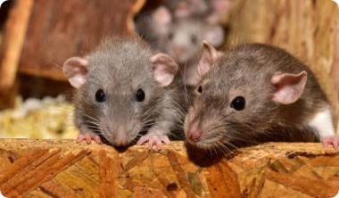 Two rats emerging from a wooden structure
